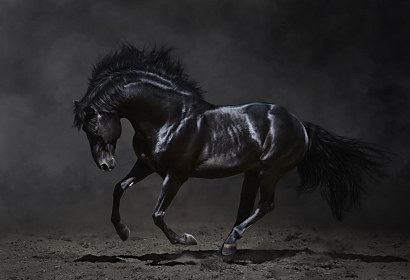 Fototapeta Tajomný čierny kôň 1281